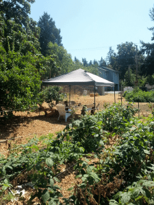 A spot of shade on sunny Victory Farm. 